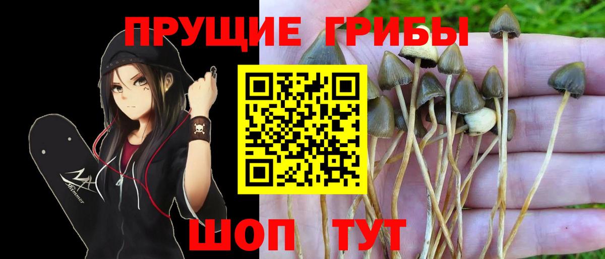Галлюциногенные грибы MAGIC MUSHROOMS  Вход с VPN  Ижевск  Псилоцибиновые грибы Cubensis 